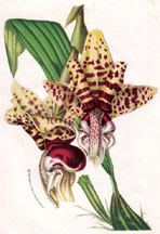 Stanhopea Devoniensis