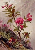 Rhododendron