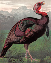 Wild American Turkey Cock
