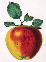 Alexander Apple