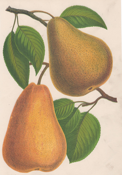 Pears: Souvenir du Congress, Madam Treyve 