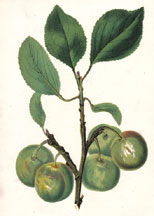 Green Gage Plum