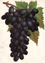 Madresfield Court Grape