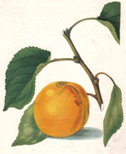 Moorpark Apricot