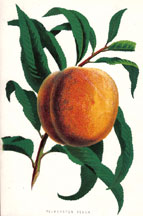Palmerston Peach