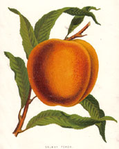 Salway Peach