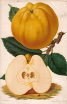White Calville Apple