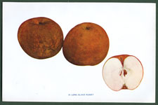 Long Island Russet