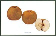 English Russet