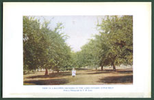 View in a Baldwin Orchard in the Lake Ontario Apple Belt