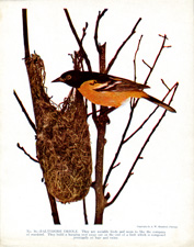 BALTIMORE ORIOLE