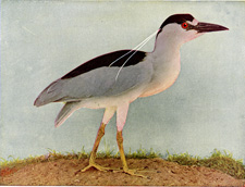 BLACK-CROWNED NIGHT HERON