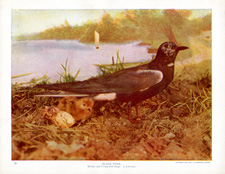 BLACK TERN