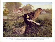 BOBOLINK