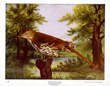 BROWN THRASHER