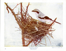 LOGGERHEAD SHRIKE