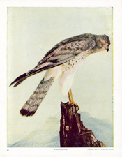 MARSH HAWK