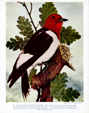 RED HEADED WOODPECKER