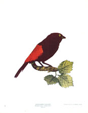 Red-rumped Tanager
