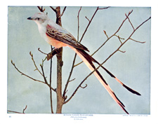 SCISSOR-TAILED FLYCATCHER