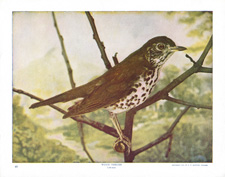 WOOD THRUSH