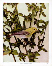 YELLOW-THROATED VIREO