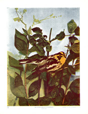 BLACKBURNIAN WARBLER