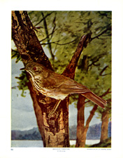 HERMIT THRUSH