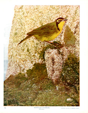 KENTUCKY WARBLER