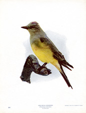 ARKANSAS KINGBIRD