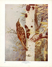 BROWN CREEPER