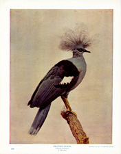 CROWNED PIGEON