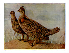 PRAIRIE HEN