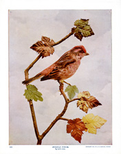 PURPLE FINCH