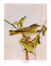 RED-EYED VIREO