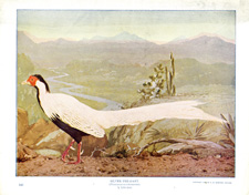 SILVER PHEASANT