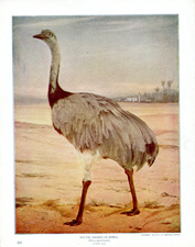 SOUTH AMERICAN RHEA