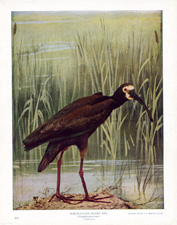 WHITE-FACED GLOSSY IBIS