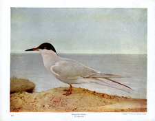 WILSON'S TERN