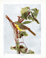 YELLOW-BREASTED CHAT