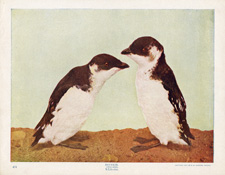 DOVEKIE