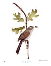 BEWICK'S WREN