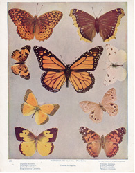 BUTTERFLIES