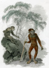 Barbary Ape & Orang-Outang