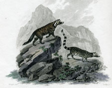 Civet Cat & Genet