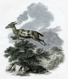 Harnessed Antelope