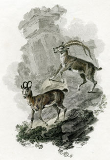 Ibex & Chamois-Goat