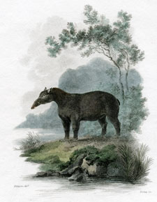 Long Nosed Tapir