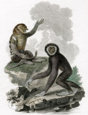 Proboscis Monkey, Long Armed Ape