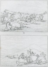Buffalo battling men and women